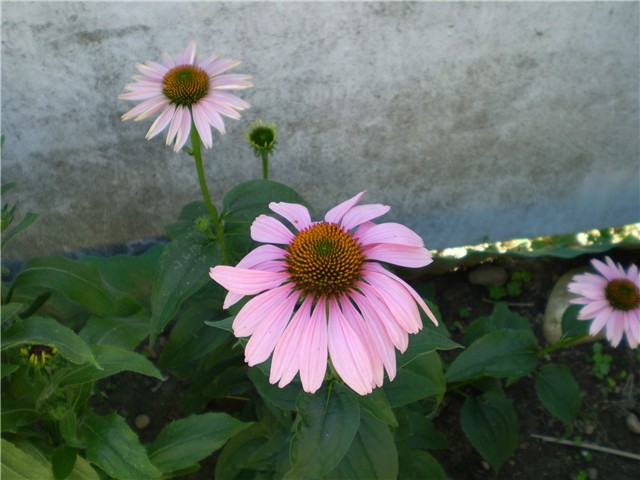 echinacee